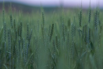 Imagen de Field of grass