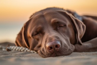 Bild von Sleeping dog