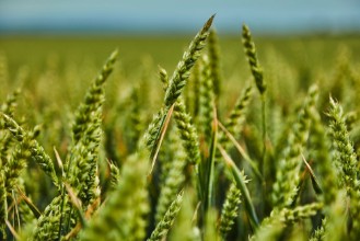 Attēls Green wheat growing in field