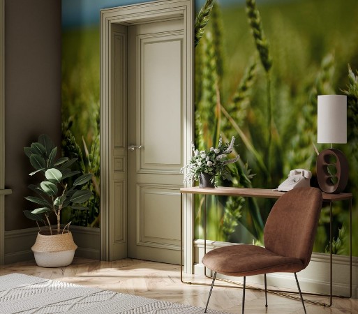 Picture of Green wheat growing in field