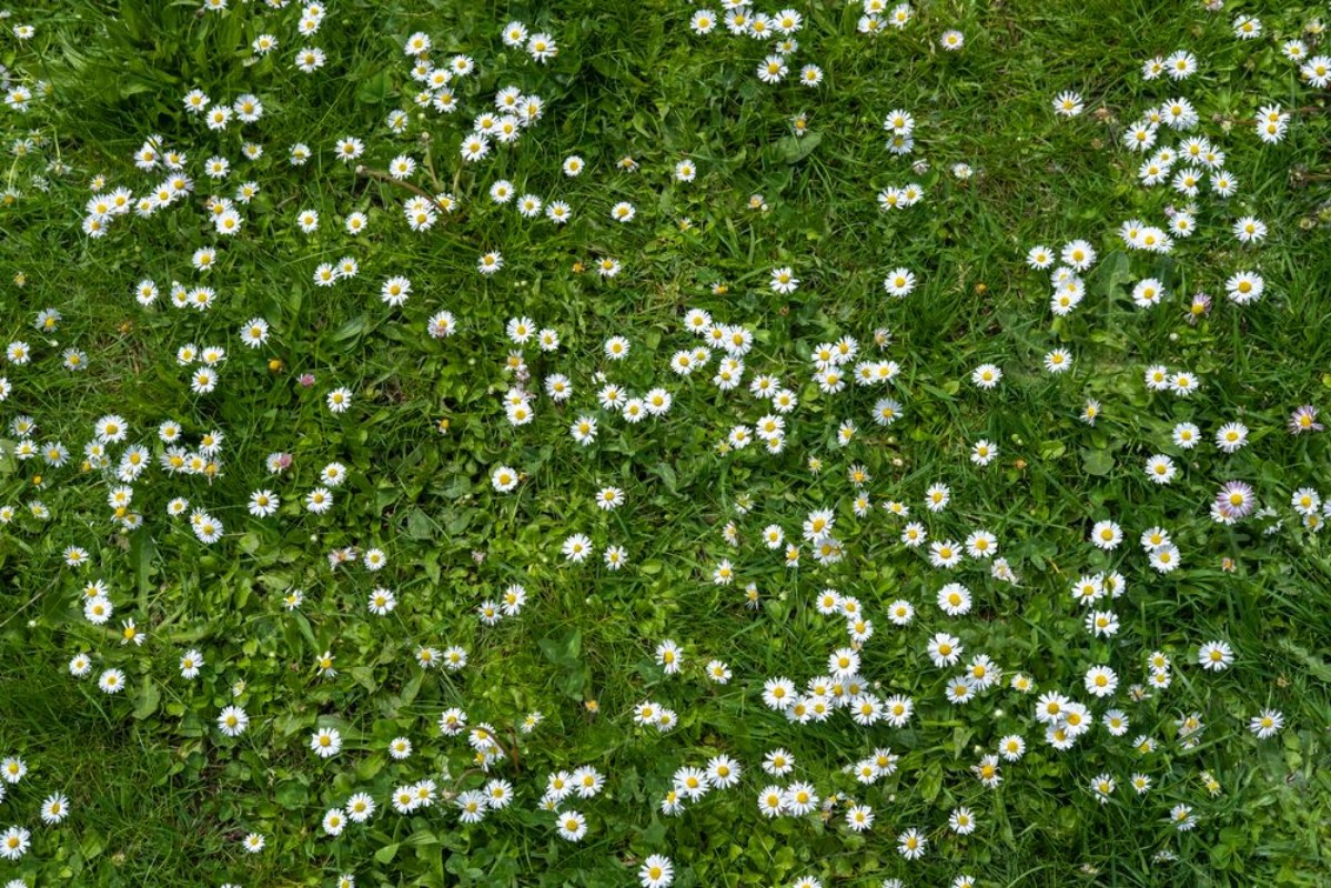 Afbeeldingen van Veld met gras en bloemen