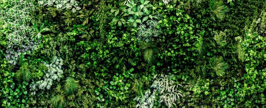 Εικόνα της Leafwall