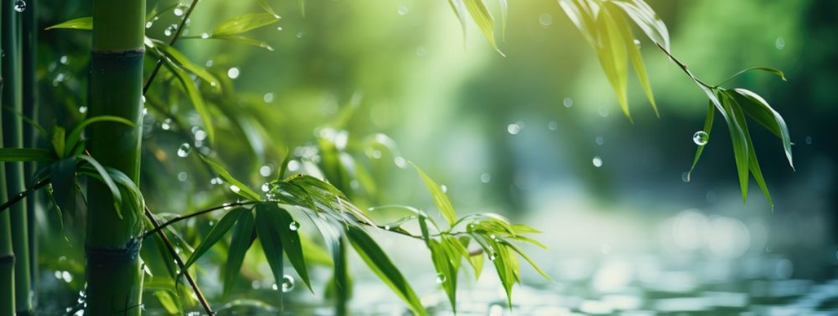 Picture of Leaves over water