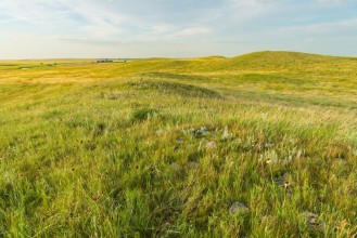 Immagine di Grass Landscape