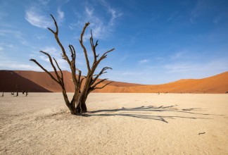 Obrázok z Desert tree