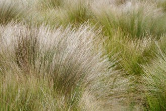 Pilt Dry grass I