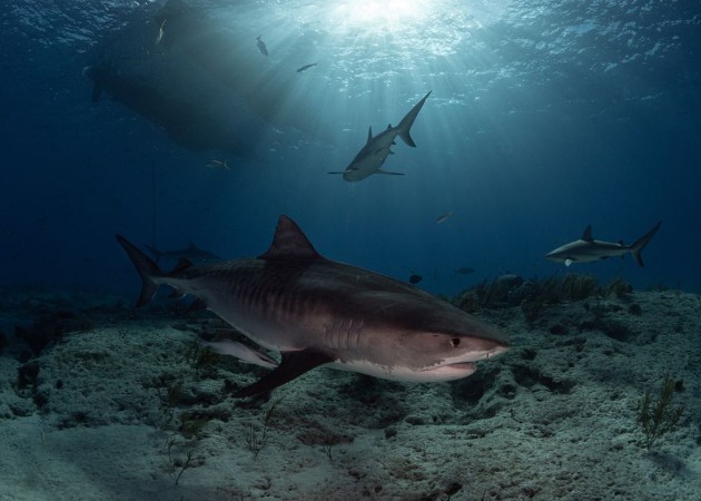 Tiger Shark in sun rays photowallpaper Scandiwall