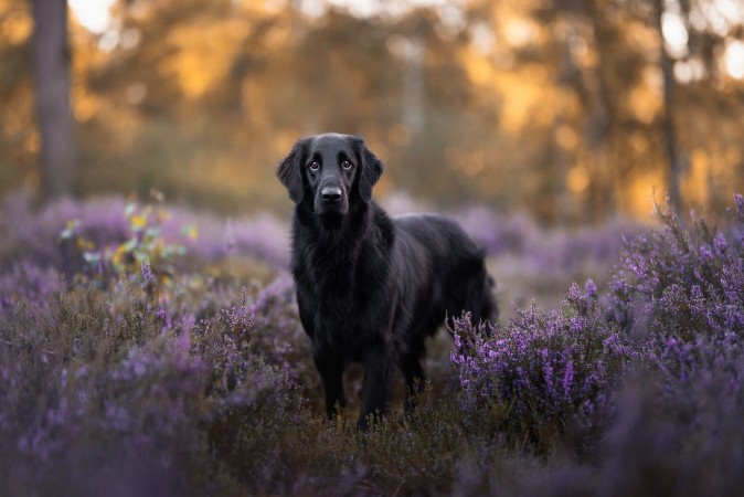 Smiling labradore photowallpaper Scandiwall