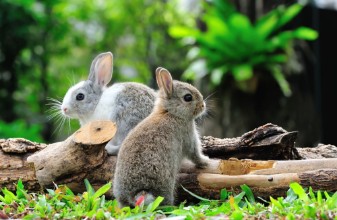 Bild vun Garden Bunnies
