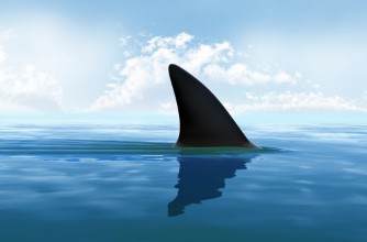 Ritratt ta’ Shark fin above water