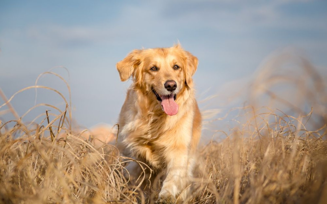 Ritratt ta’ Golden retriever running outdoor