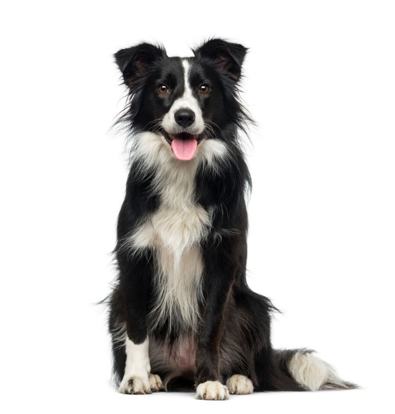 Εικόνα της Border Collie