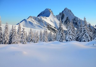 Picture of Coated trees and mountains