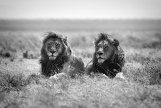Kép Two kings