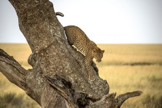 Slika Leopard - Serengheti