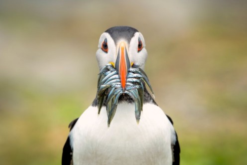 Image de The Big Catch