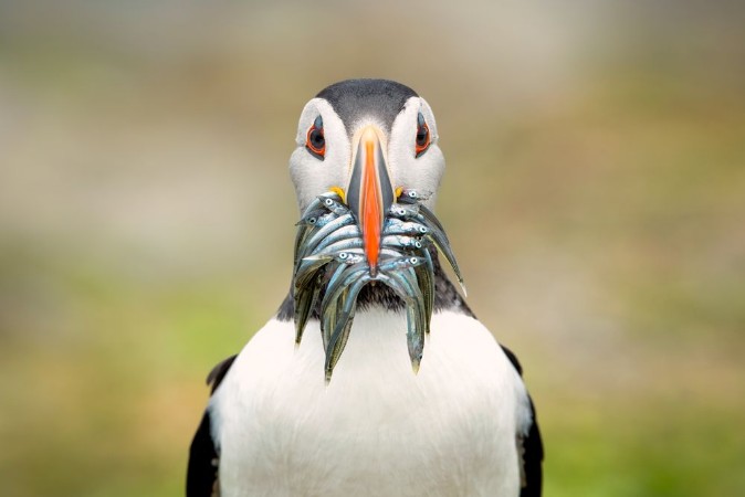 Afbeeldingen van The Big Catch