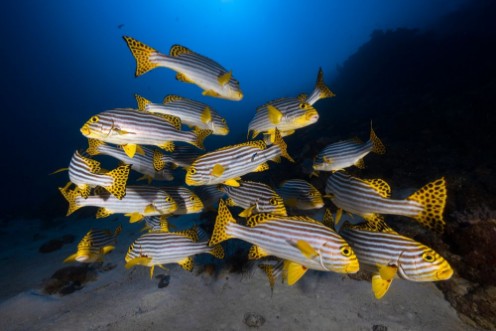 Picture of Indian Ocean Sweetlips