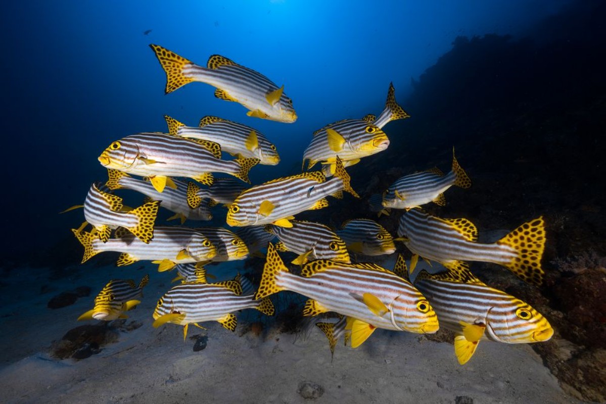 Picture of Indian Ocean Sweetlips