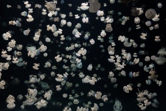 Kép Just some Jellies