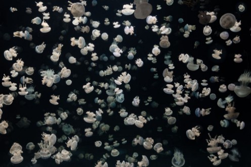 Picture of Just some Jellies