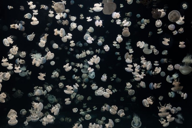 Afbeeldingen van Just some Jellies