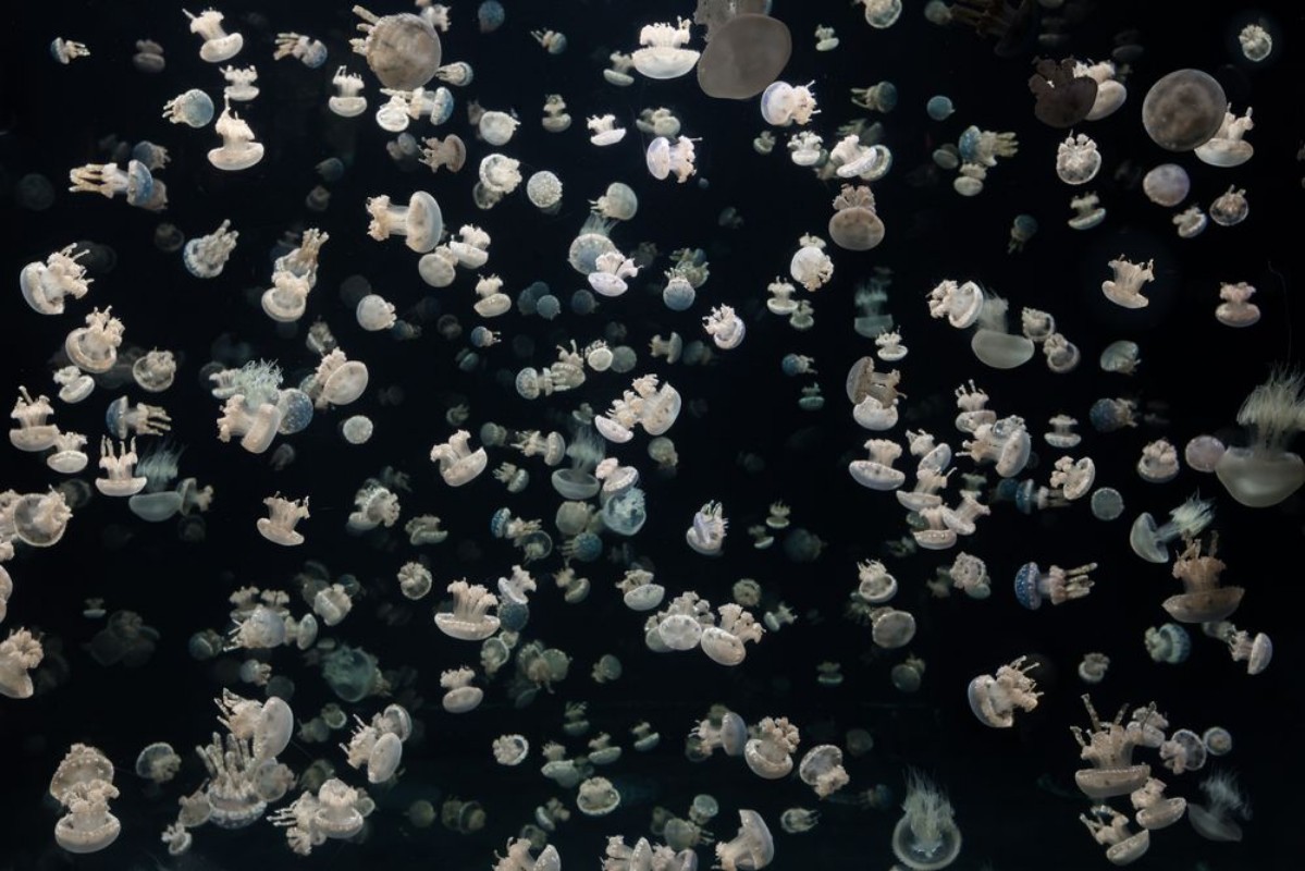 Bild på Just some Jellies