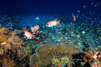 Slika Reef Life