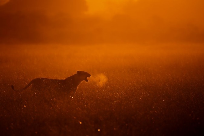 Afbeeldingen van Puff