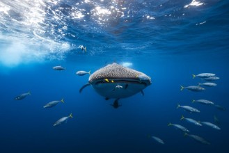 Obrazek Whale Shark Escorted By A School of Bonito