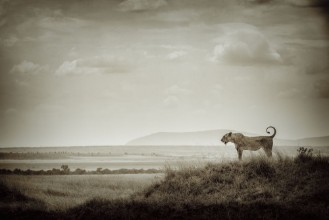 Image de Lone Lioness
