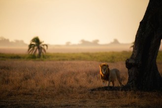 Picture of Palm Tree King