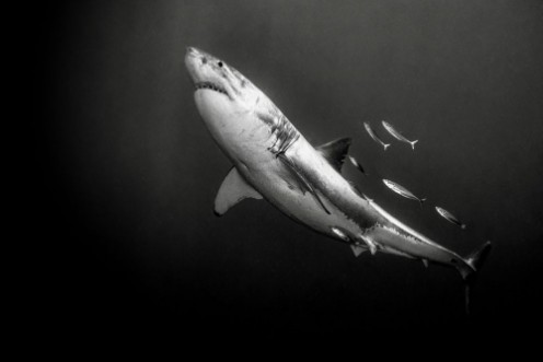 The Great One photowallpaper Scandiwall