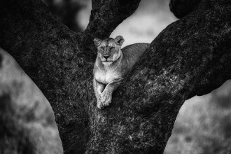 Bild von Tree Lady