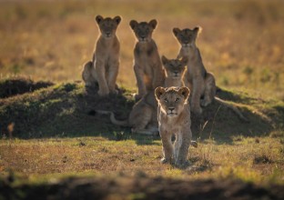Slika Lonely Cubs