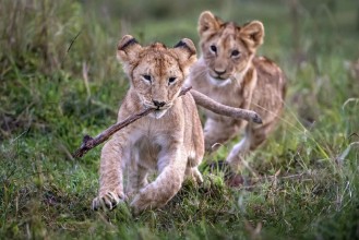 Kép Lion cubs playing