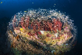 Imagem de Reefscape of Tachai Pinnacle