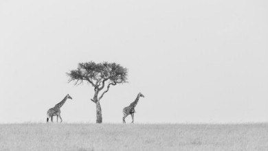 Picture of Peaceful