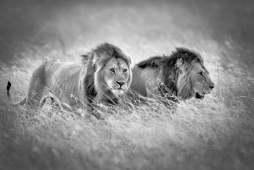 Bild på Emerging from the Savannah