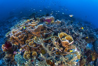 Attēls Coral Garden