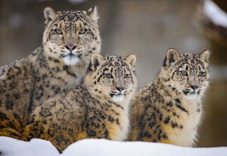 Image de Family