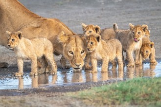 Obrázek Wariness at the water hole