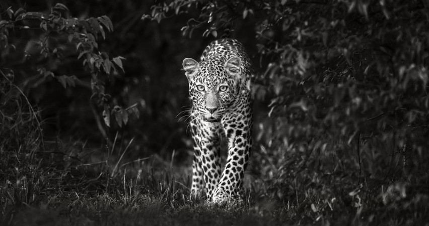 Picture of Leopard øye til øye