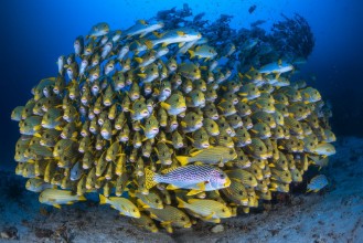 Ritratt ta’ Cape Kri's School of Sweetlips