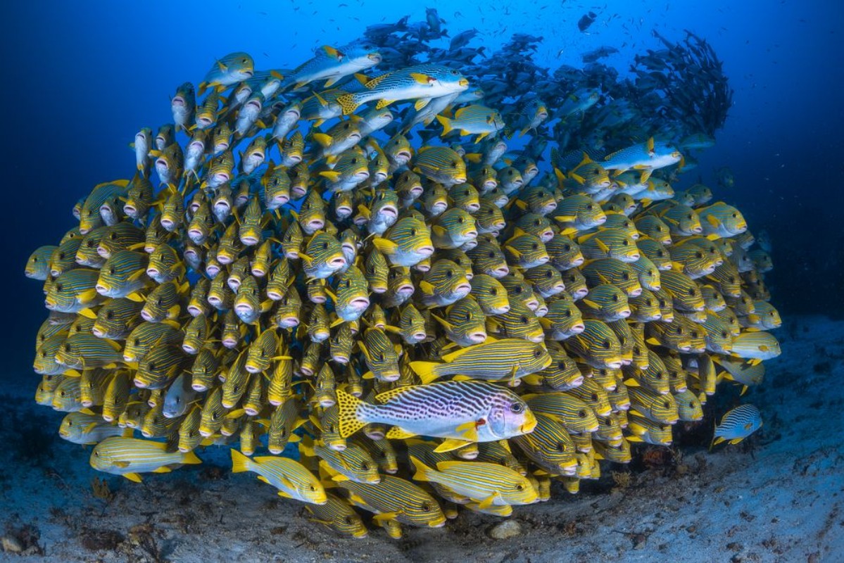Ritratt ta’ Cape Kri's School of Sweetlips
