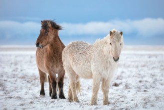 Image de Brothers