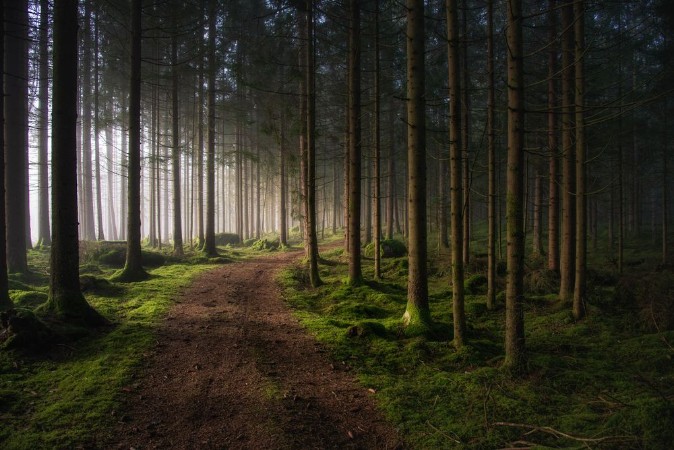 Picture of Winding Path