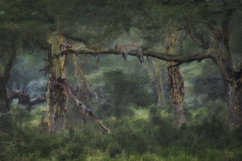 The Jungle Book photowallpaper Scandiwall