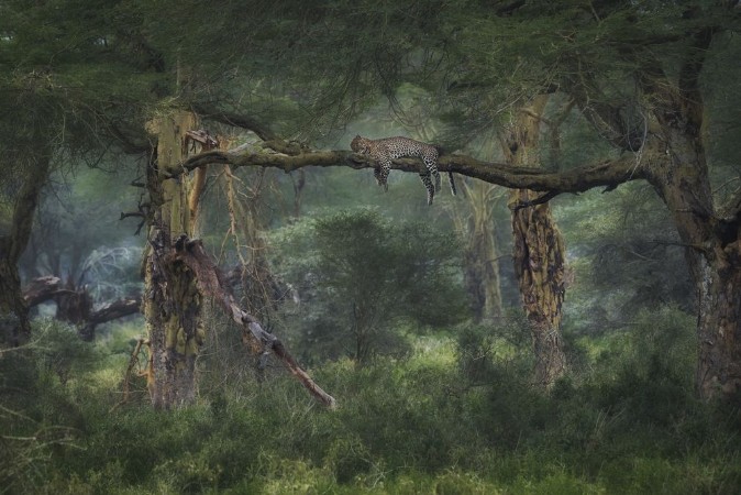 The Jungle Book photowallpaper Scandiwall