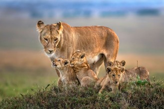 Bild von Mom Lioness with Her Cubs